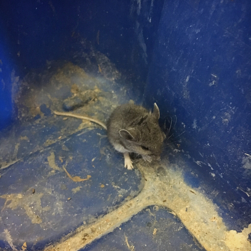 iNaturalist observation photo of North American Deer Mice