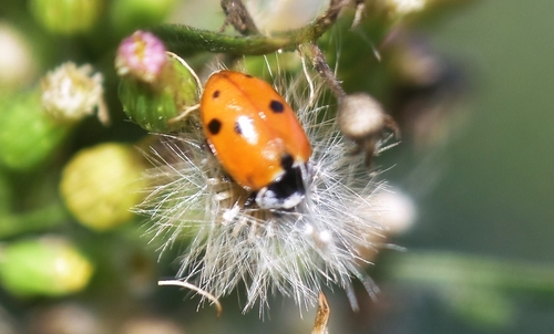Hippodamia variegata