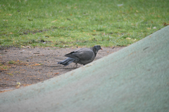 Columba palumbus