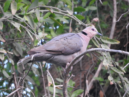 Streptopelia semitorquata