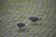 Columba livia domestica