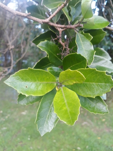 Pennantia corymbosa (Pennantia corymbosa)
