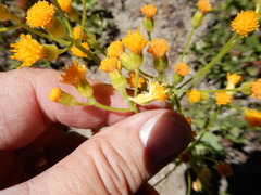 Senecio scorzonella
