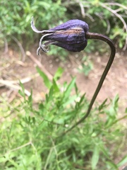 Clematis hirsutissima