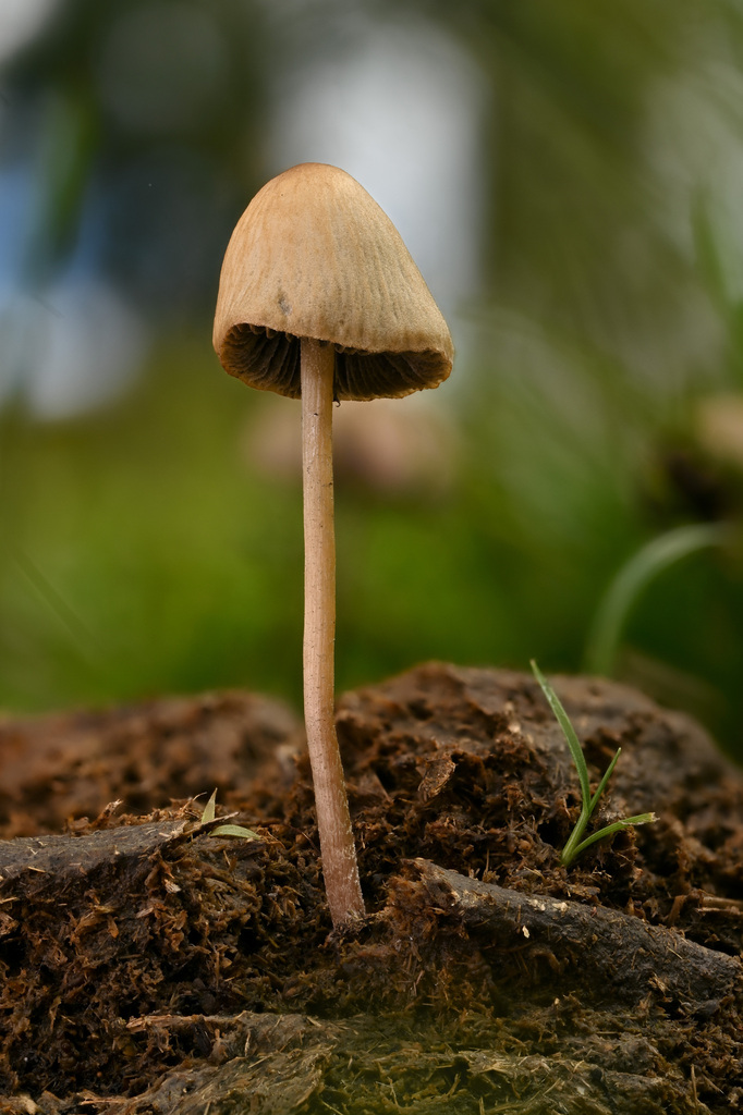 Panaeolus cyanescens · November 2024 · photo: © alan_rockefeller (iNaturalist, cc-by-sa)