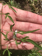 Clematis hirsutissima
