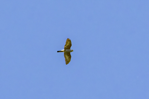 Roodbroekwouw (Harpagus diodon)