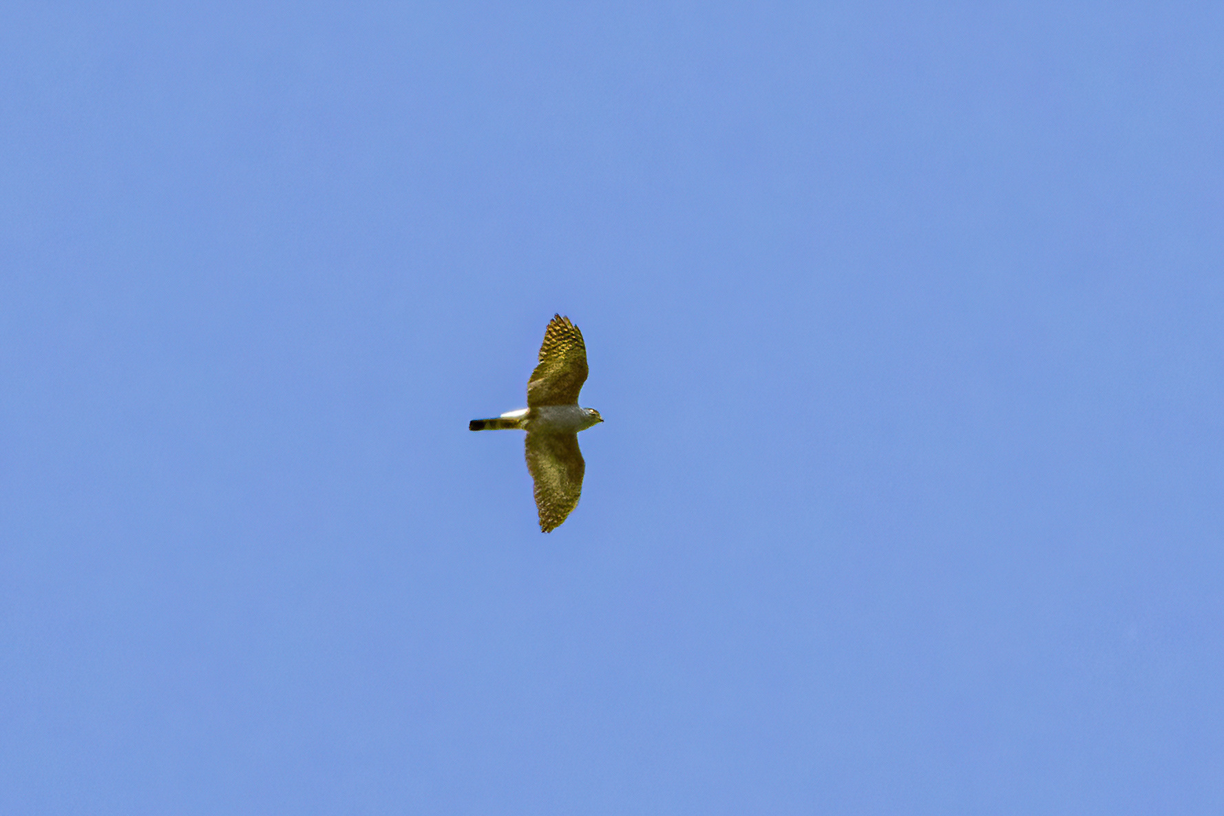 Rufous-thighed Kite (Harpagus diodon)
