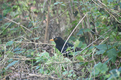 Turdus merula