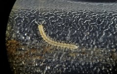 Chaetaspis