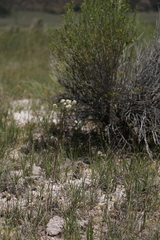Lepidium montanum