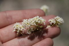 Lepidium montanum