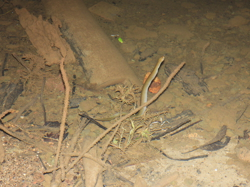 Matana Mud Snake