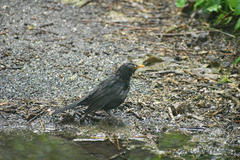 Turdus merula