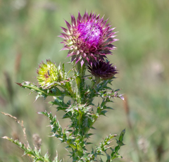Carduus nutans leiophyllus