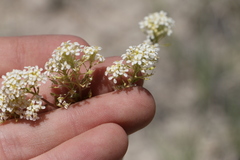 Lepidium montanum