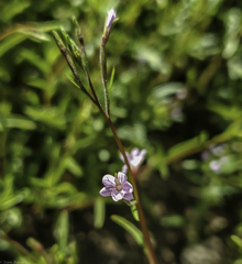 Epilobium minutum
