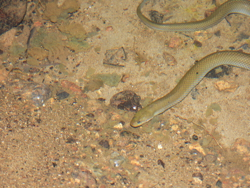 Photo of a Matana Mud Snake (Hypsiscopus matannensis)