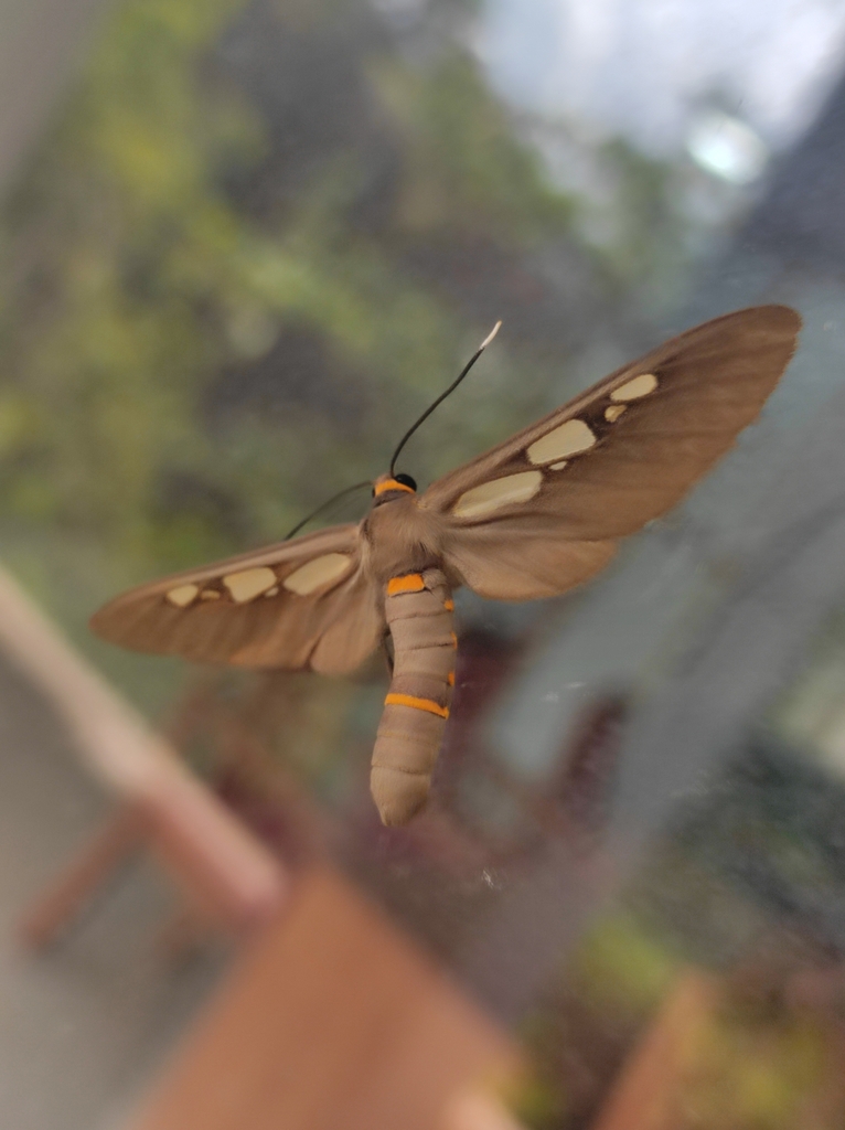 Amata extensa