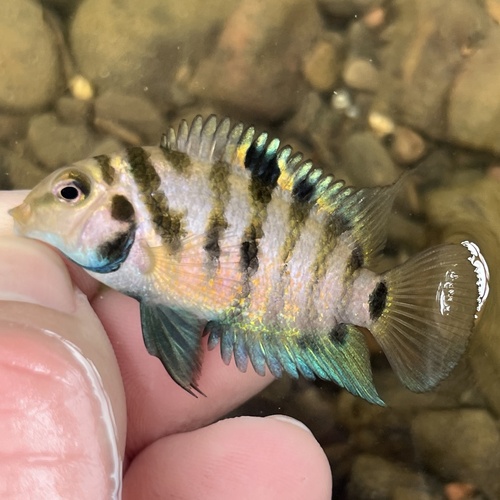Convict Cichlid