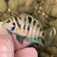 Convict Cichlid photo 5