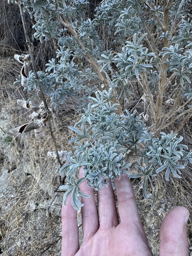 Image of Lupinus paynei by (c) klicklo, some rights reserved (CC BY)