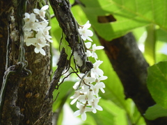 Chiloschista usneoides