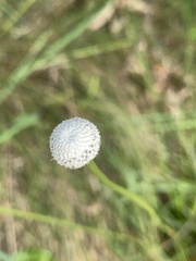 Eriocaulon decangulare image