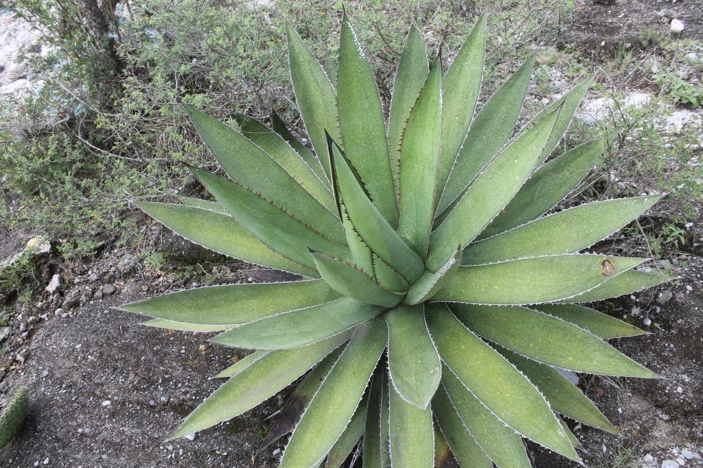 Photos of Hardy Century Plant (Agave obscura) · iNaturalist