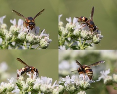 Euodynerus hidalgo hidalgo