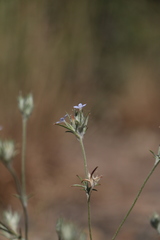 Eriastrum wilcoxii