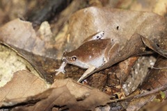 Eyebrowed Humming Frog photo 5