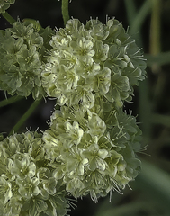 Eriogonum heracleoides