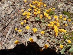 Erythranthe montioides