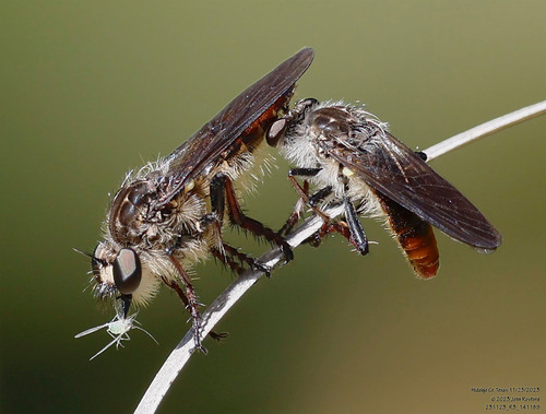 Red-tailed Twigsitter