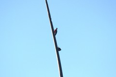 Icterus portoricensis