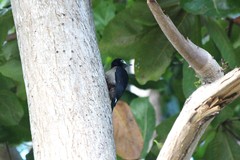 Melanerpes portoricensis