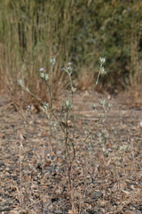 Eriastrum wilcoxii