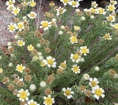 Perityle coronopifolia