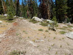 Erythranthe montioides