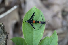 Synanthedon