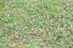 Ononis spinosa procurrens