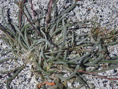 Ivesia santolinoides