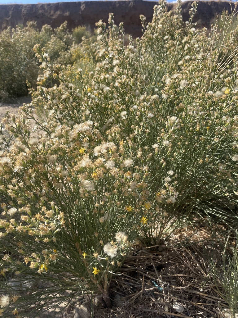 California Broomsage from Banning, CA, US on November 16, 2024 at 10:06 ...