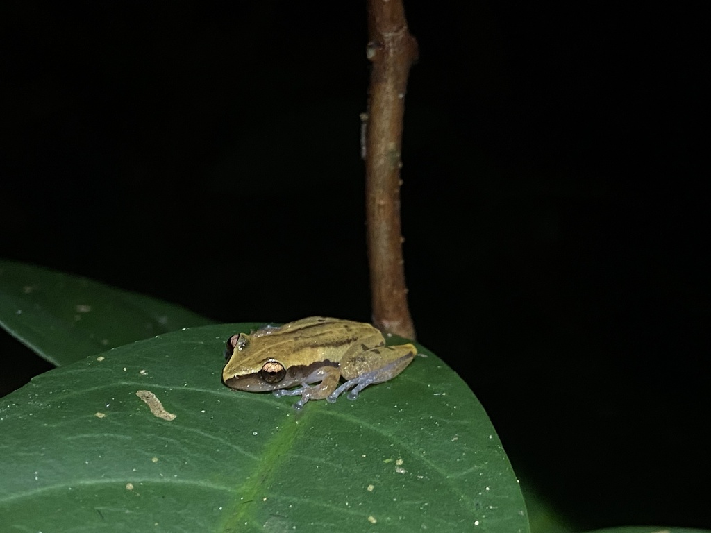 Smith's Asian Treefrog