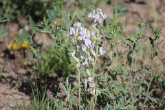 Oxytropis sericea