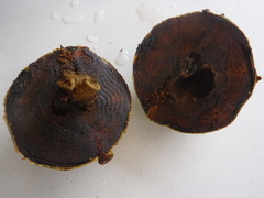 Diospyros nigra