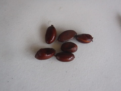 Diospyros nigra