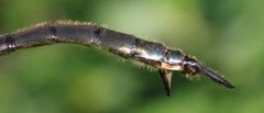 Somatochlora minor
