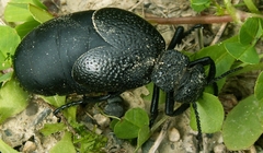 Meloe tuccius